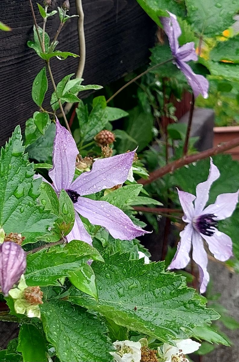 大雨の予報です☔