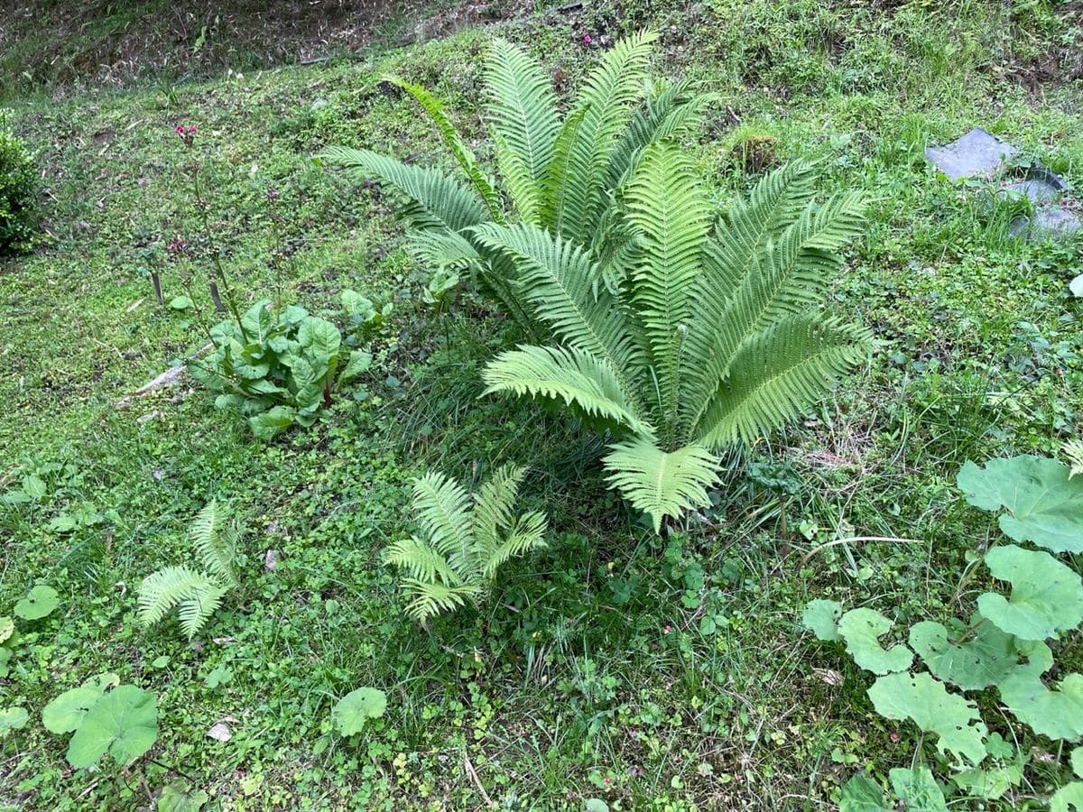 野草園をつくる