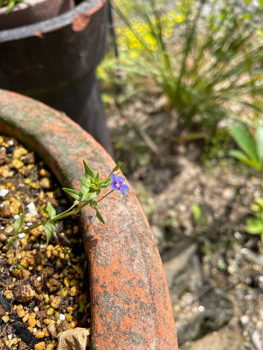 野草園をつくる