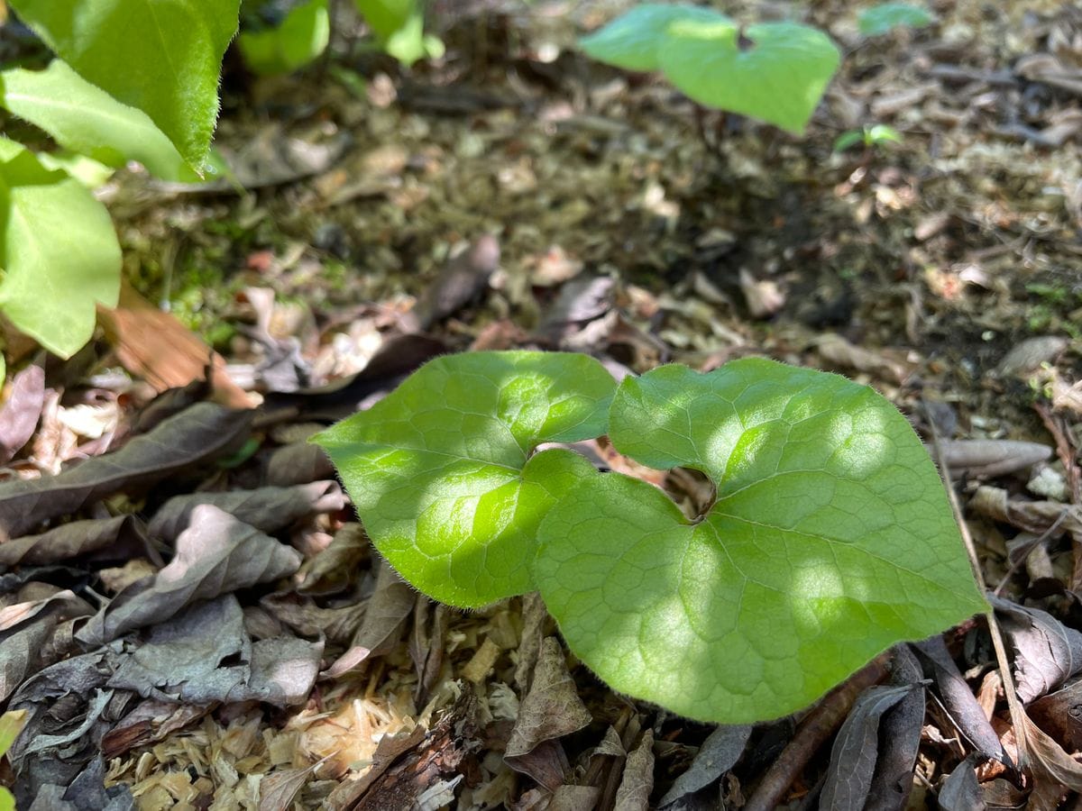 野草園をつくる