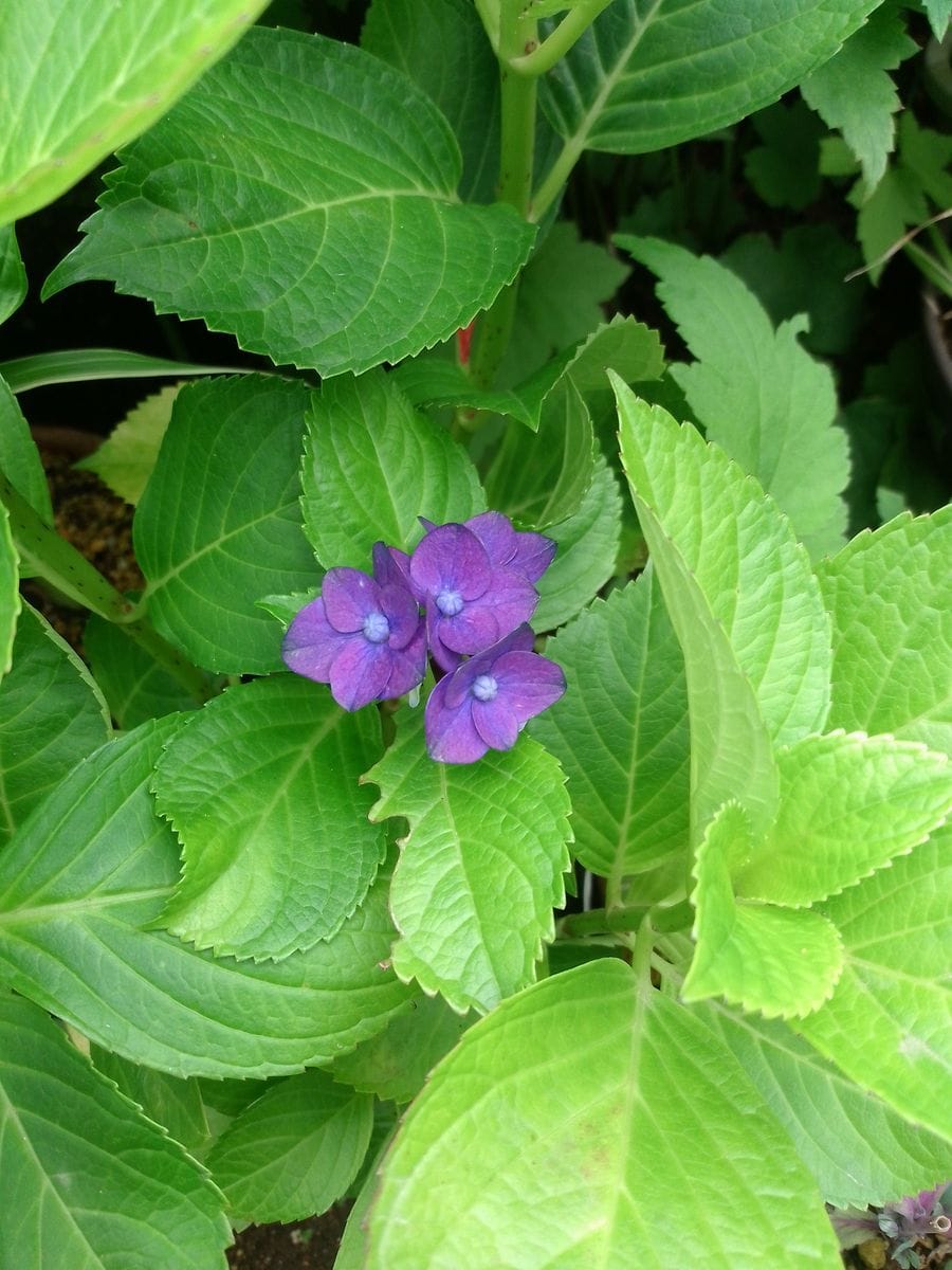 私も、紫陽花を🤗