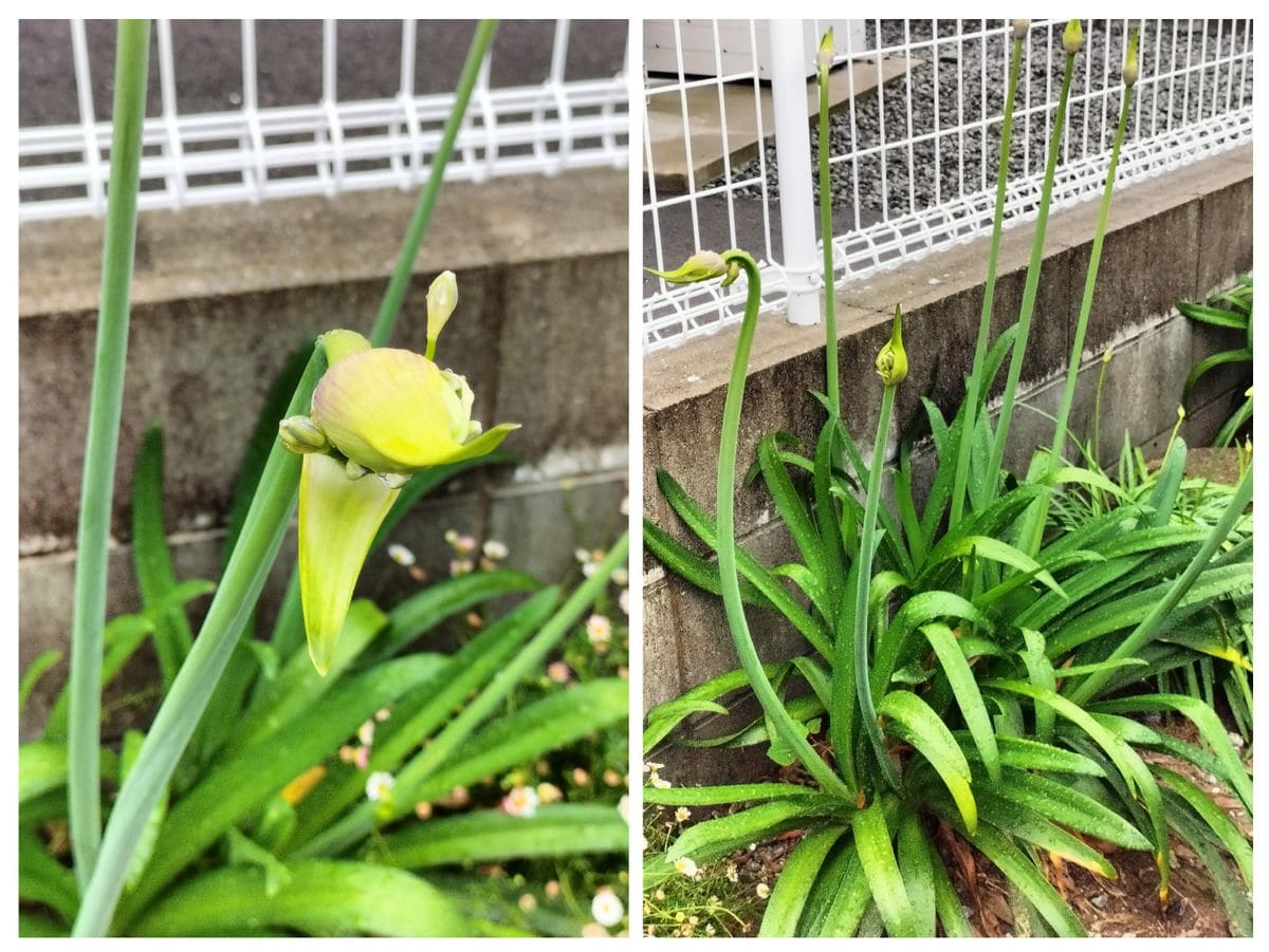 散歩道で見かけた花！