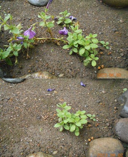 今日は一日雨です。