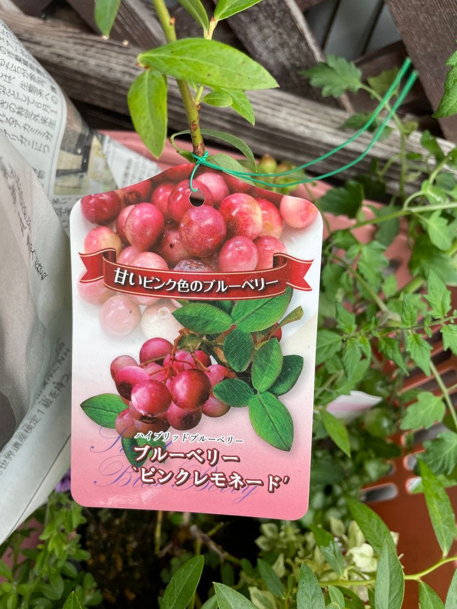 消えた日記😭😭😭　気を取り直して本日はお花ではなく宝石マカロンちゃんが主役💖&ナーセリーで買ってきたブルーベリー苗&同じく戦利品のクレマチス✨✨✨