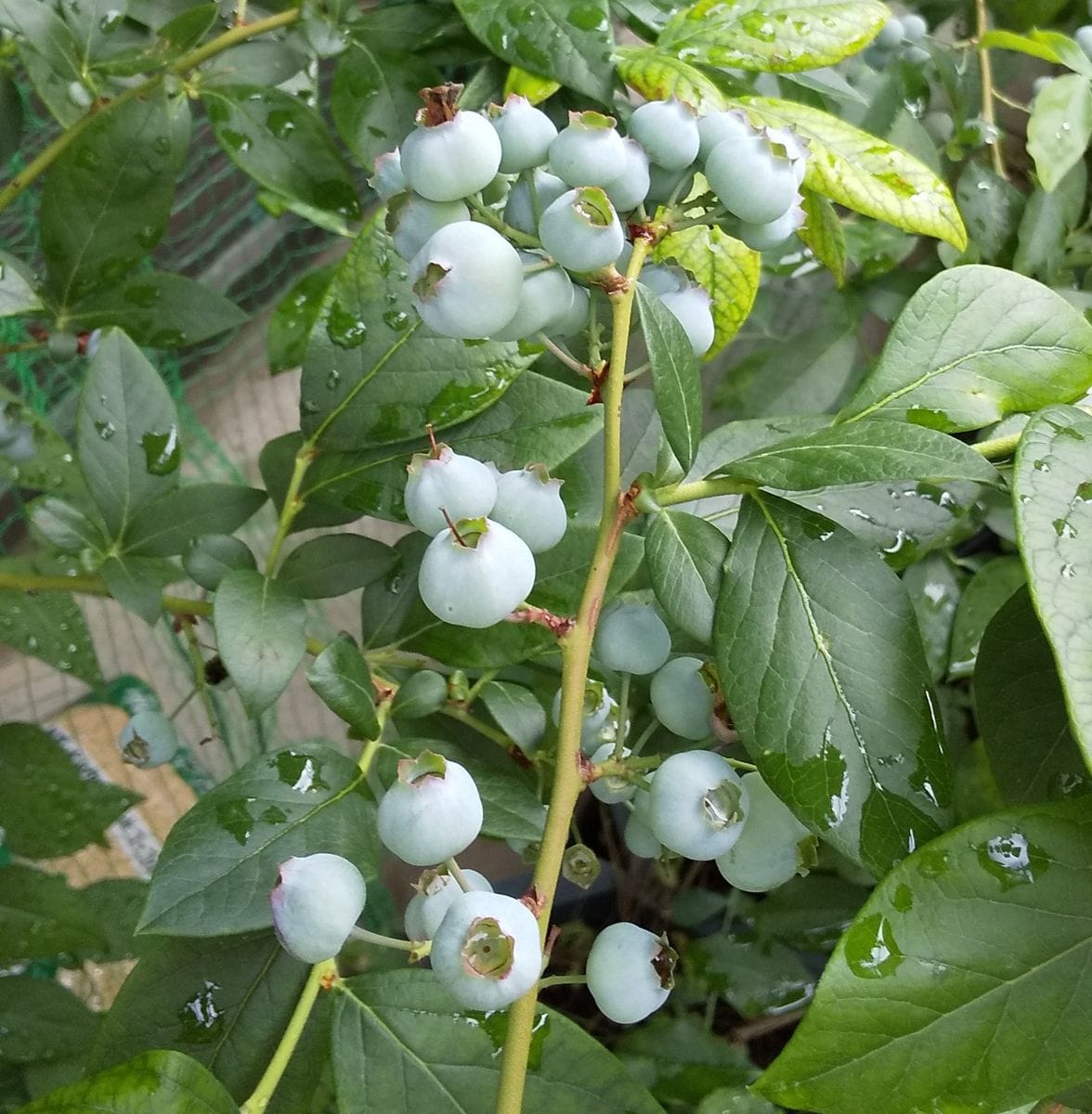 雨後のたわわ