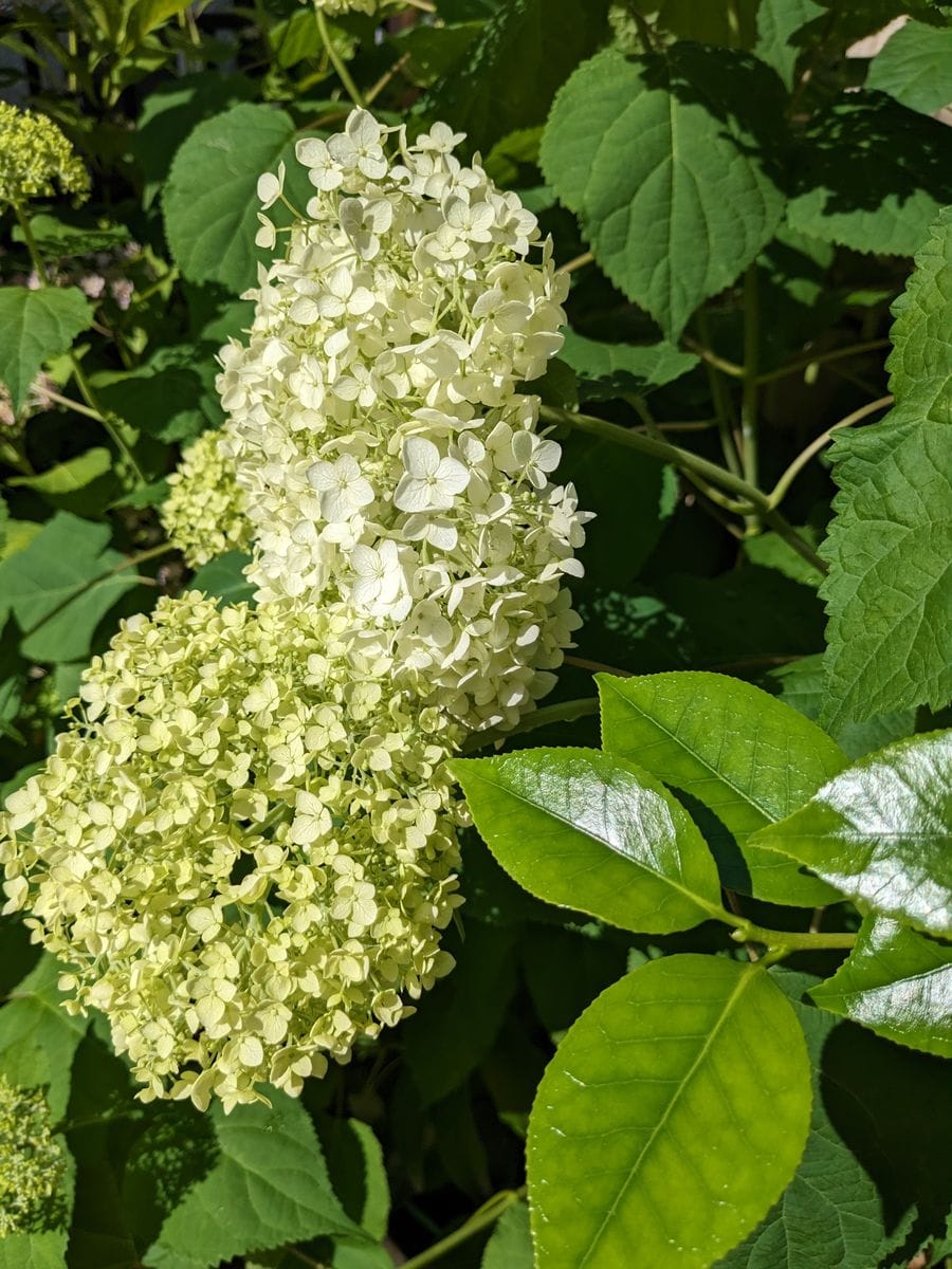 雨上がりの花