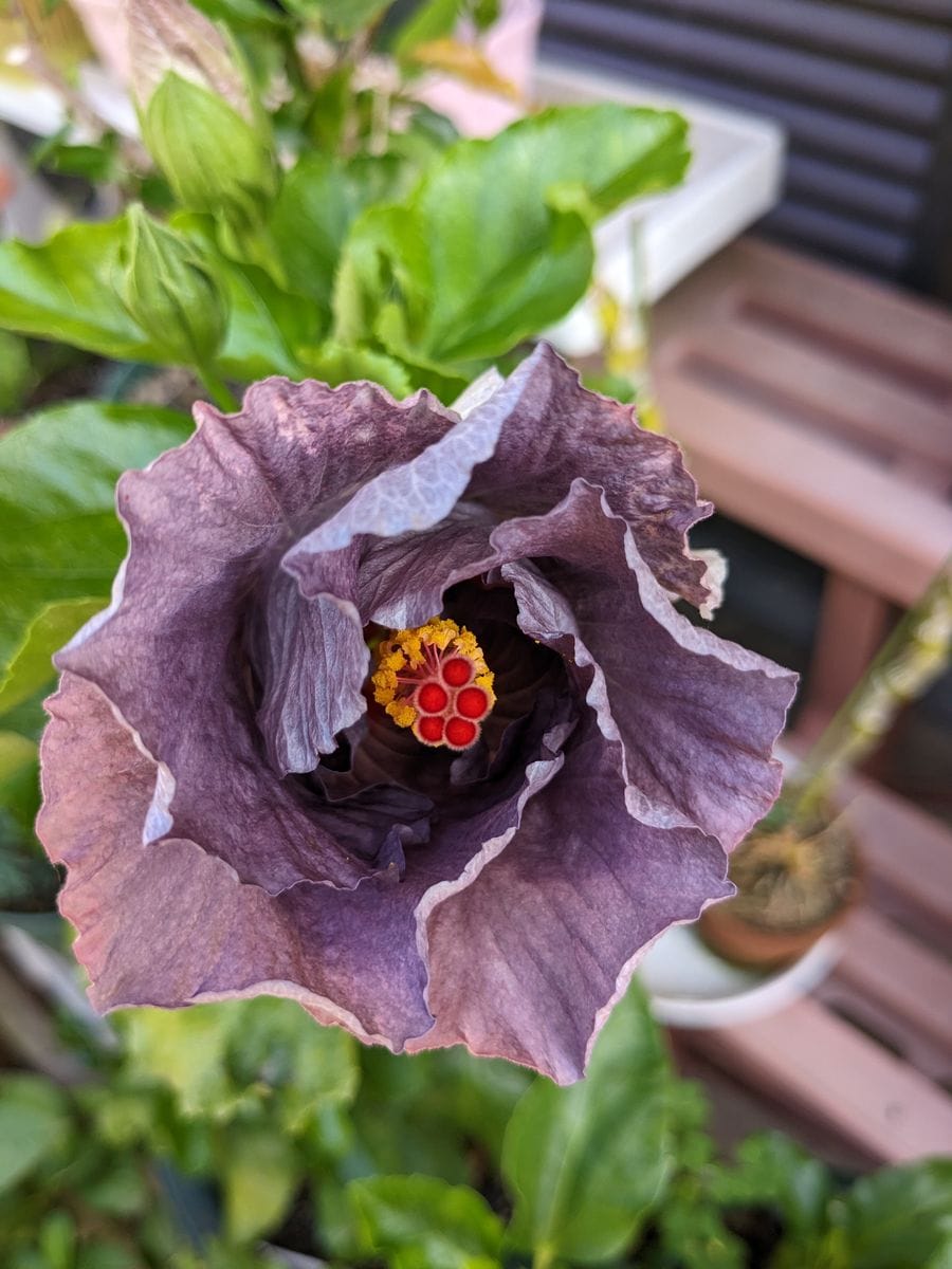 雨上がりの花