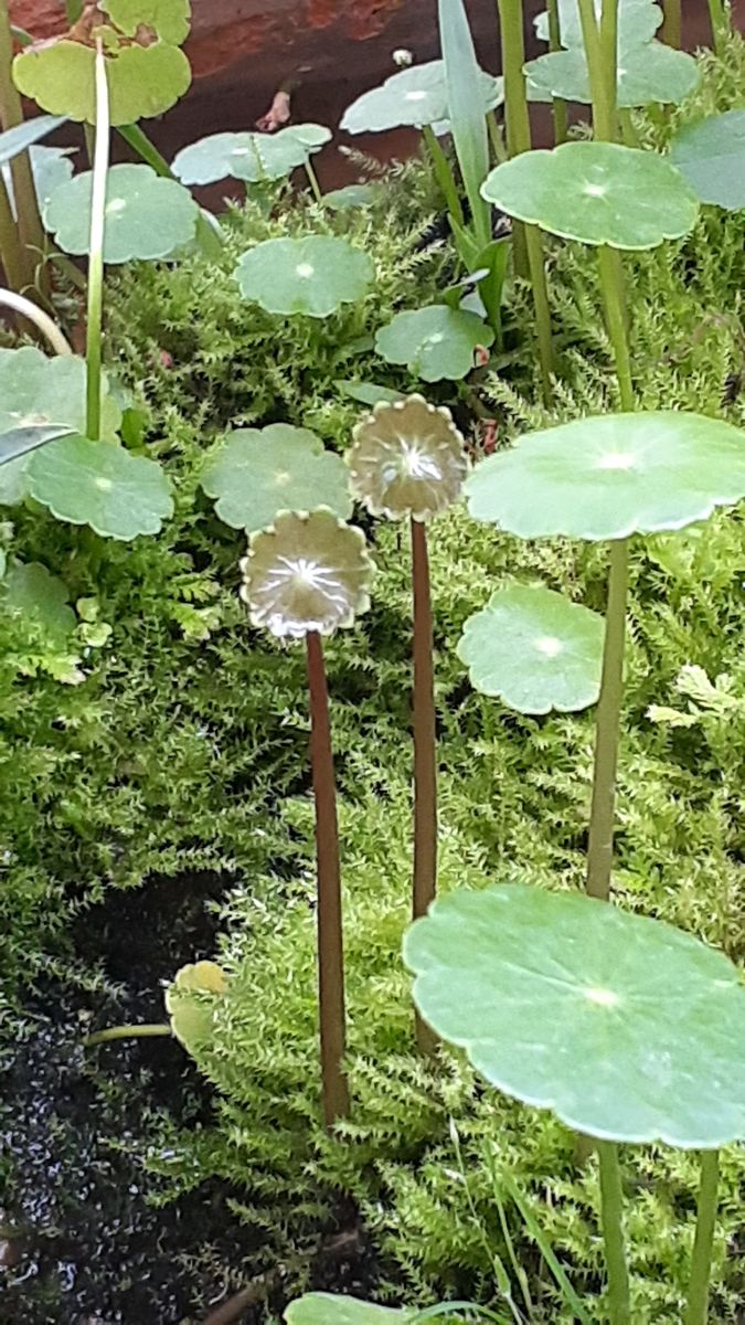 ふくおかルーバルガーデン7～梅雨時❇️🌿💦の庭たより～ウォーターマッシュルーム🌿🌸の開花～💕