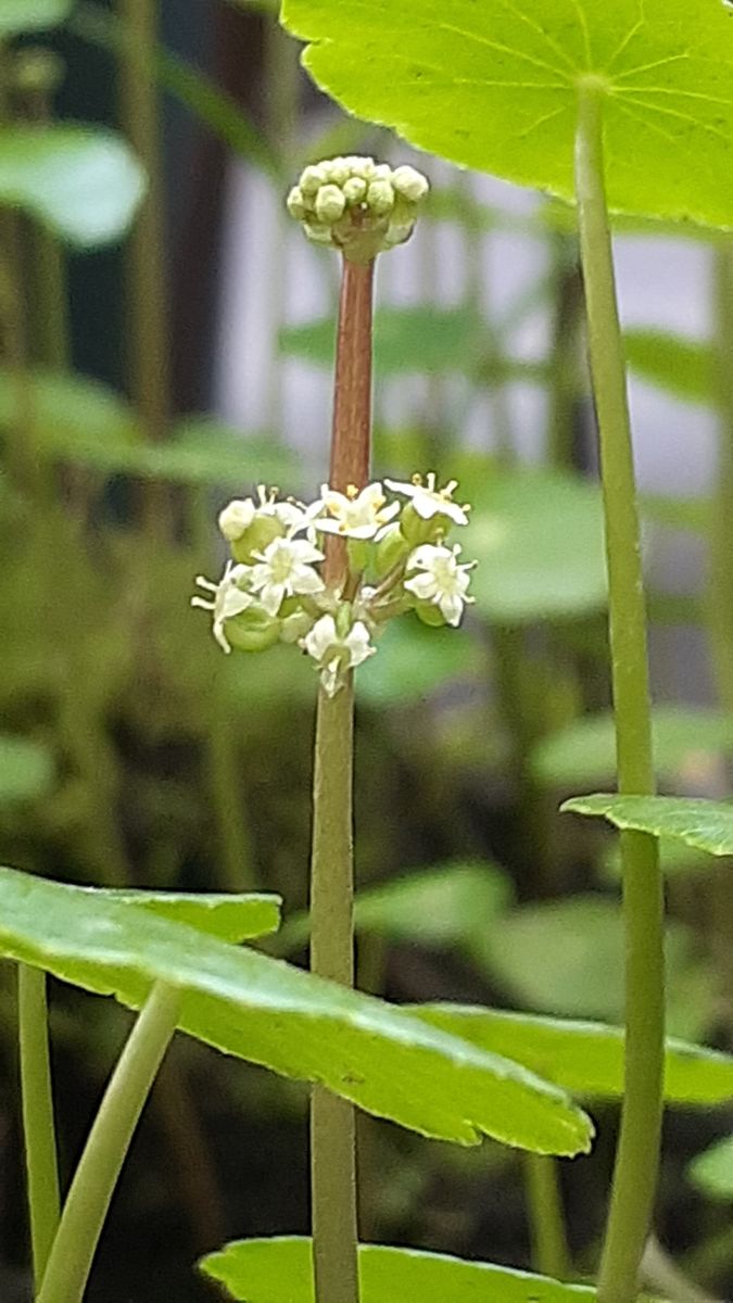 ふくおかルーバルガーデン7～梅雨時❇️🌿💦の庭たより～ウォーターマッシュルーム🌿🌸の開花～💕