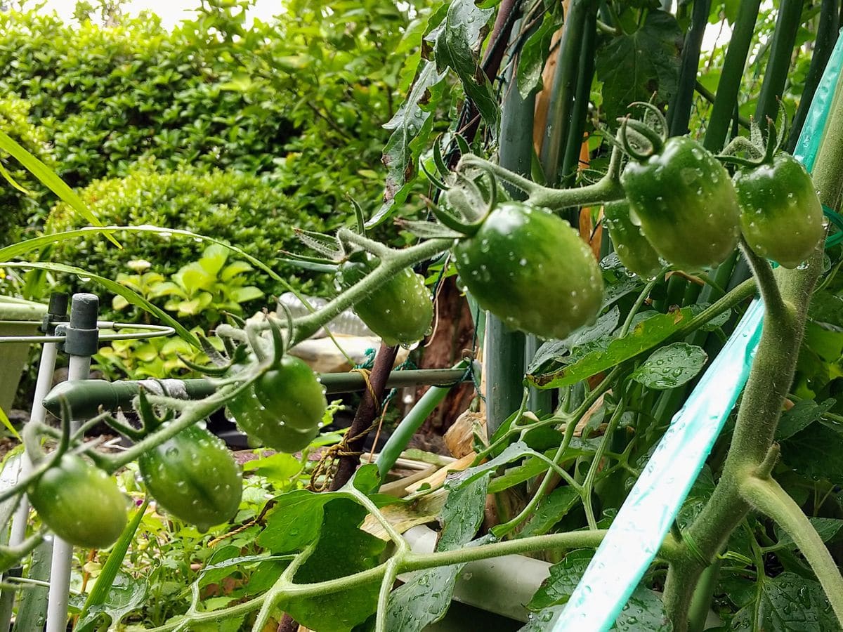 🍅今日のミニトマト🍅