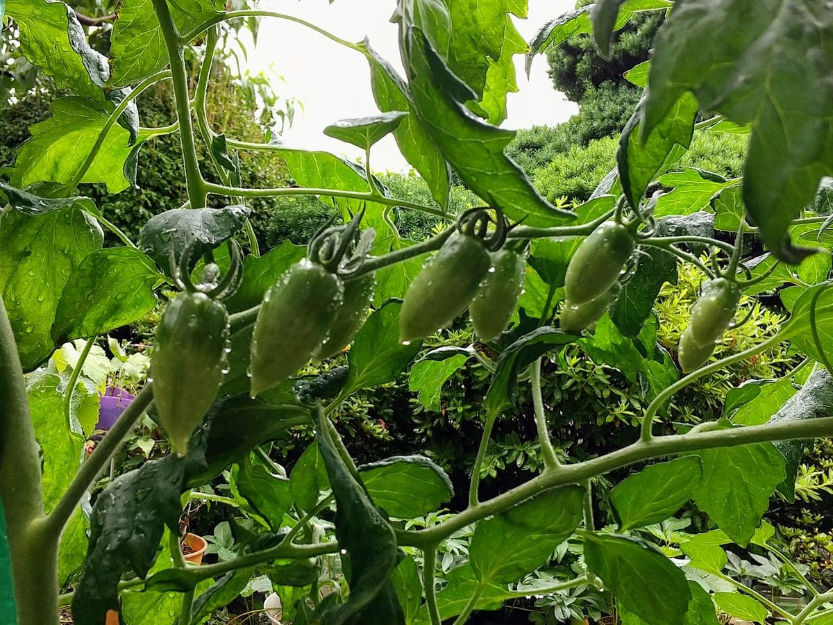 🍅今日のミニトマト🍅