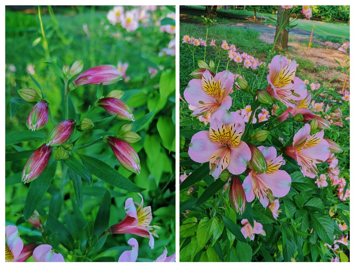 新宿御苑のお花たち　２🌺🏵️🪻