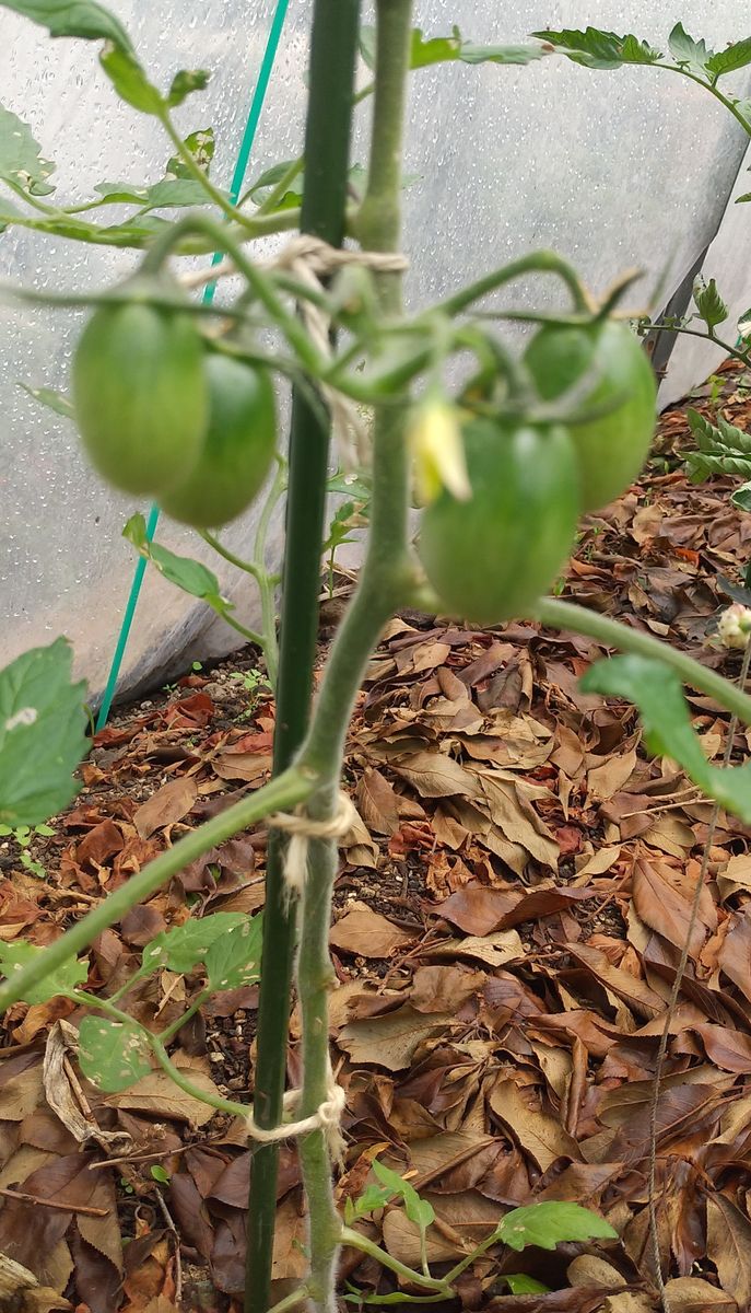 ミニハウスは芸術館？？