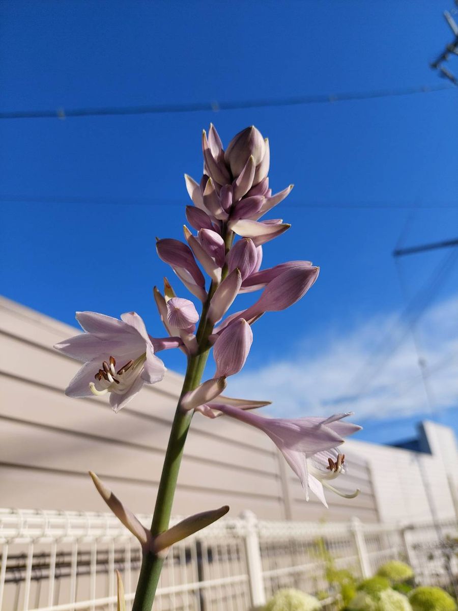 寒河江の花