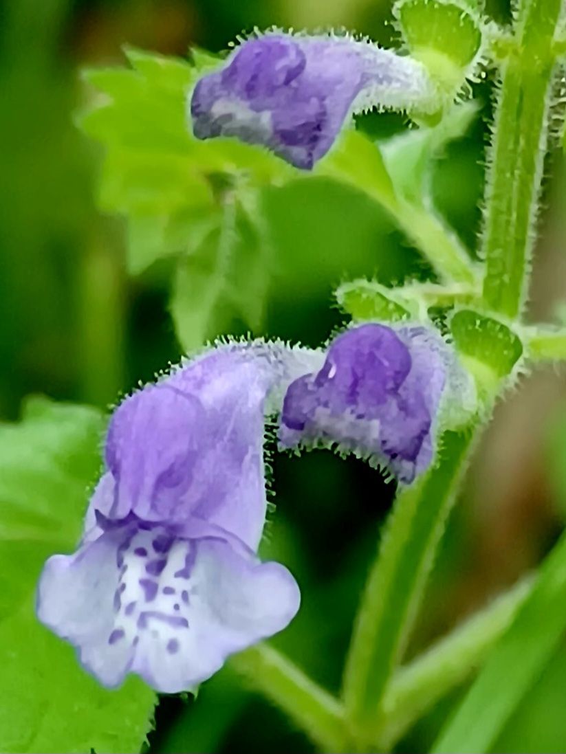 野の花　06/04