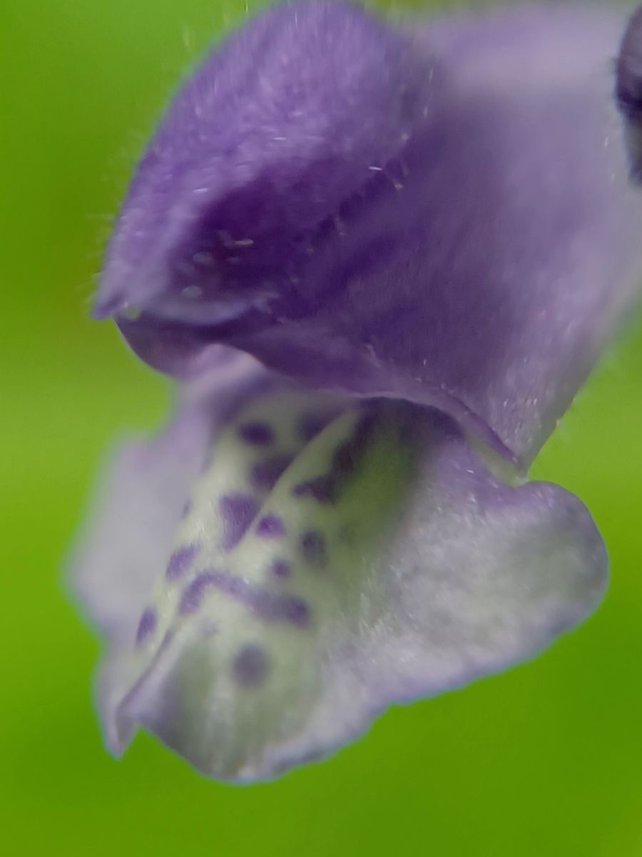 野の花　06/04