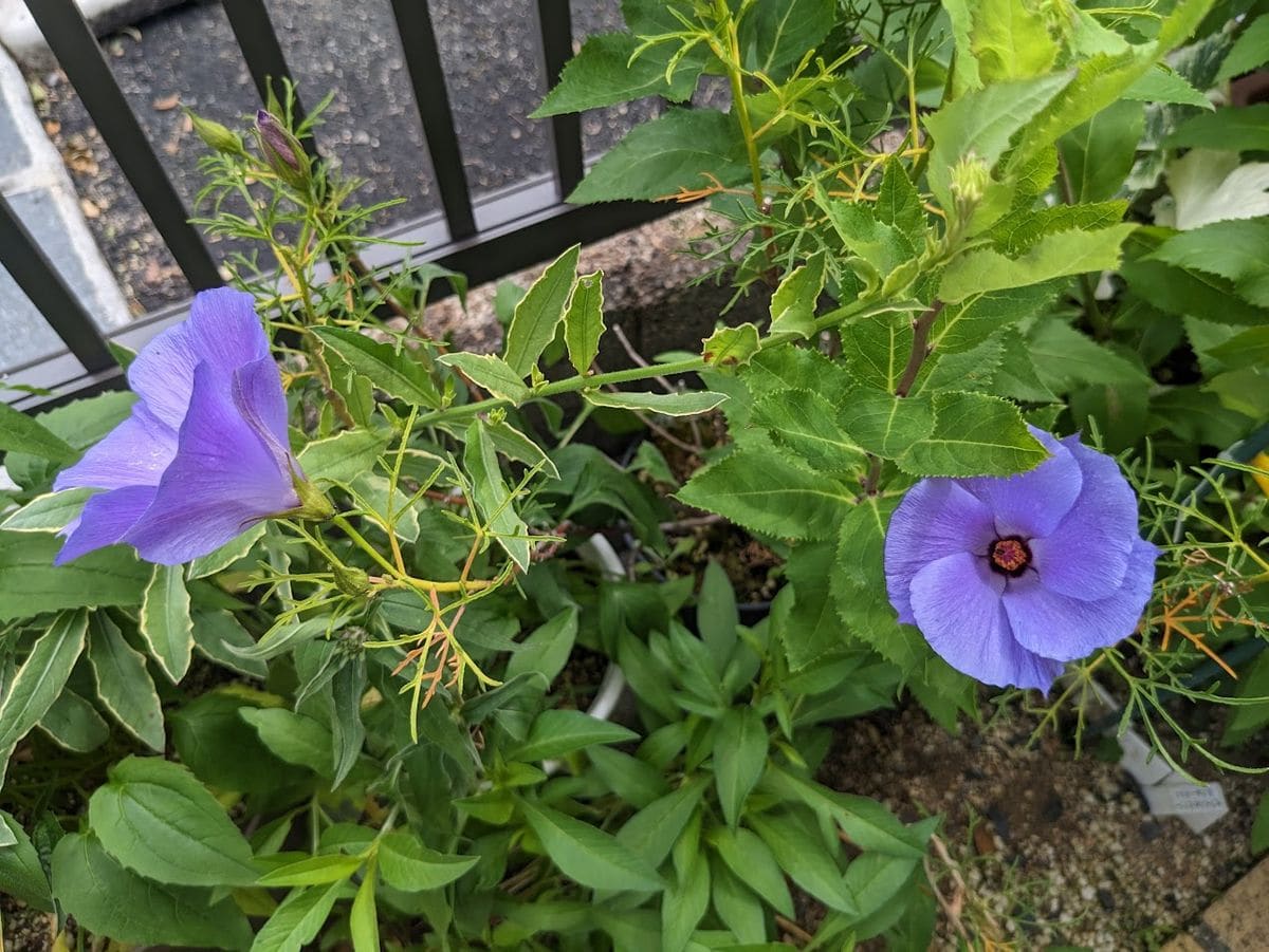 最近のうちのお花たち（青いお花編）