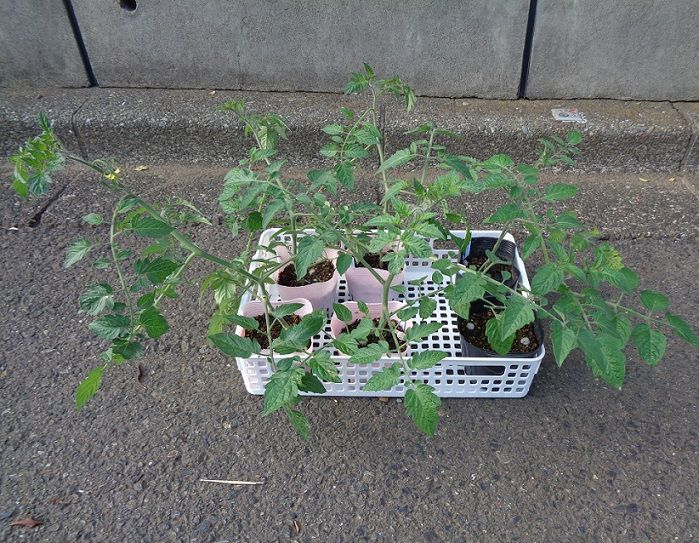 ミニトマト苗に花