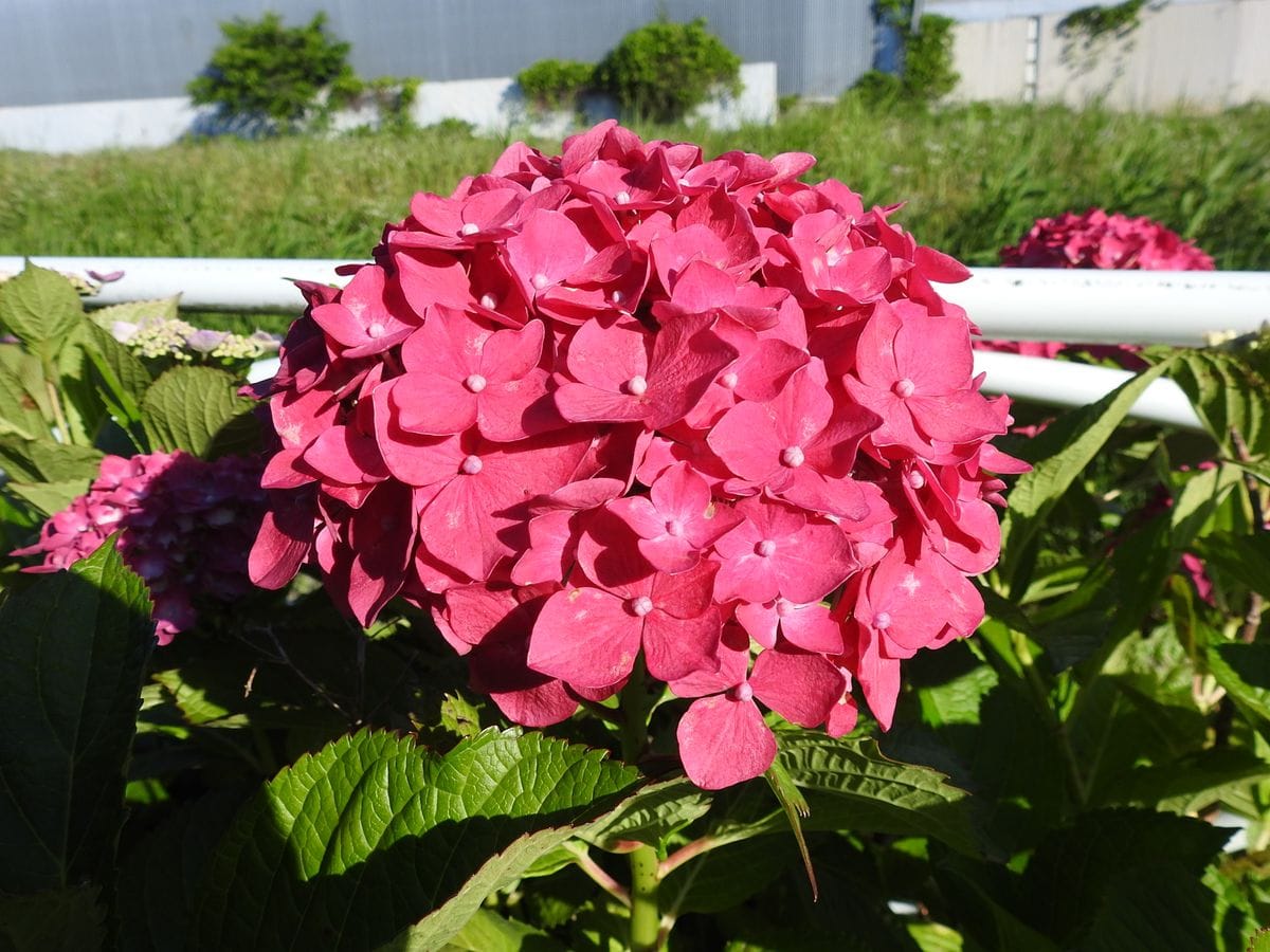 公園の紫陽花