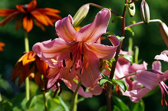 百合の花もきれい