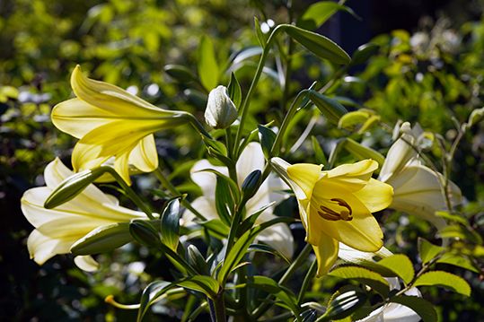 百合の花もきれい