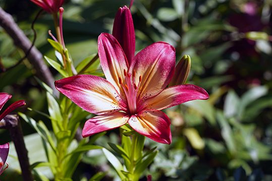 百合の花もきれい