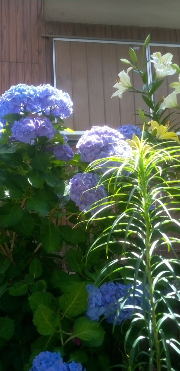 ☆今日の紫陽花とスカシユリ②☆