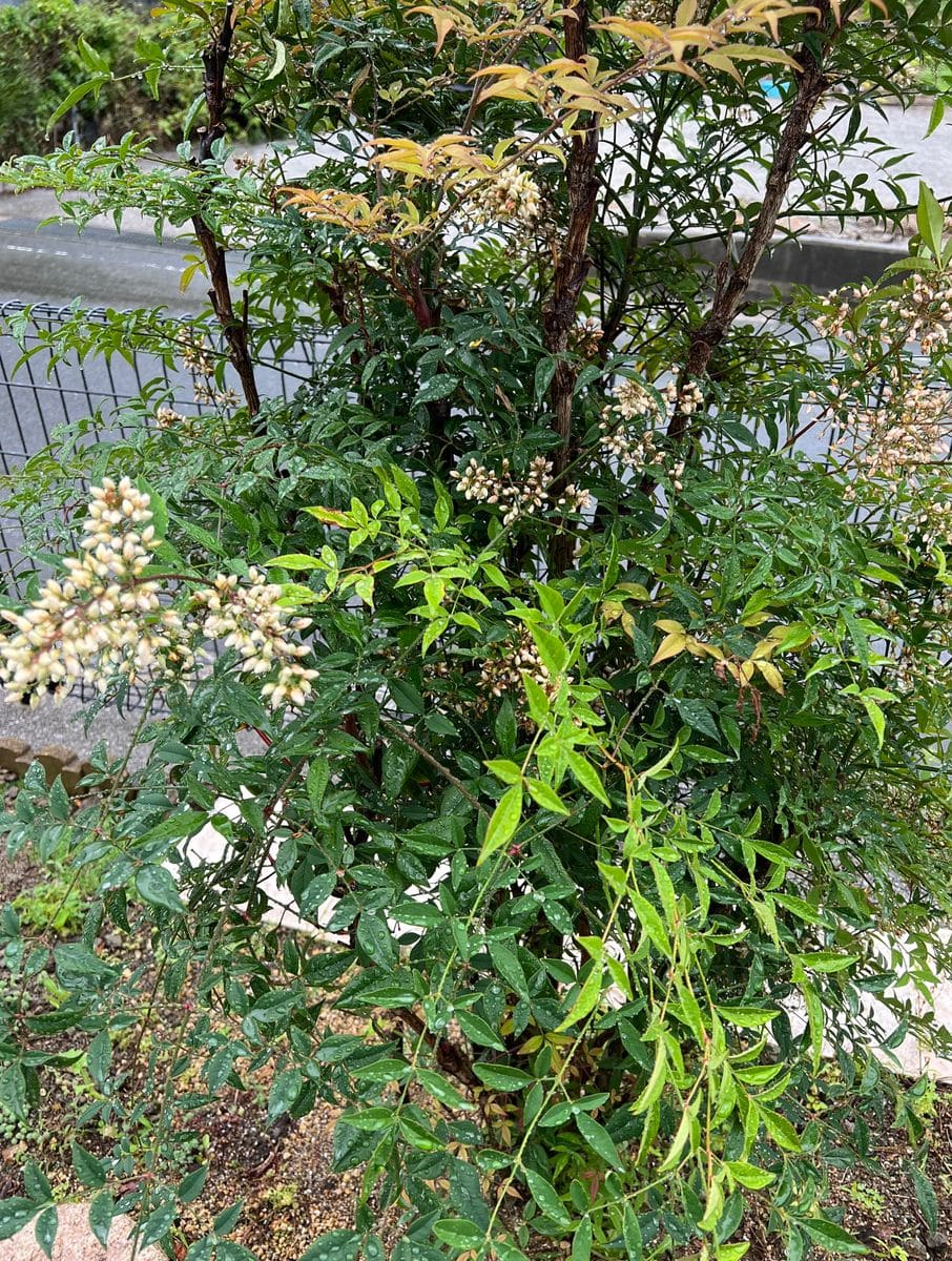 小雨の朝☂️