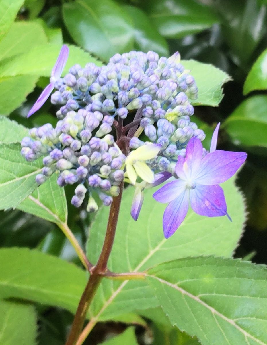 紫陽花の季節④普賢の華