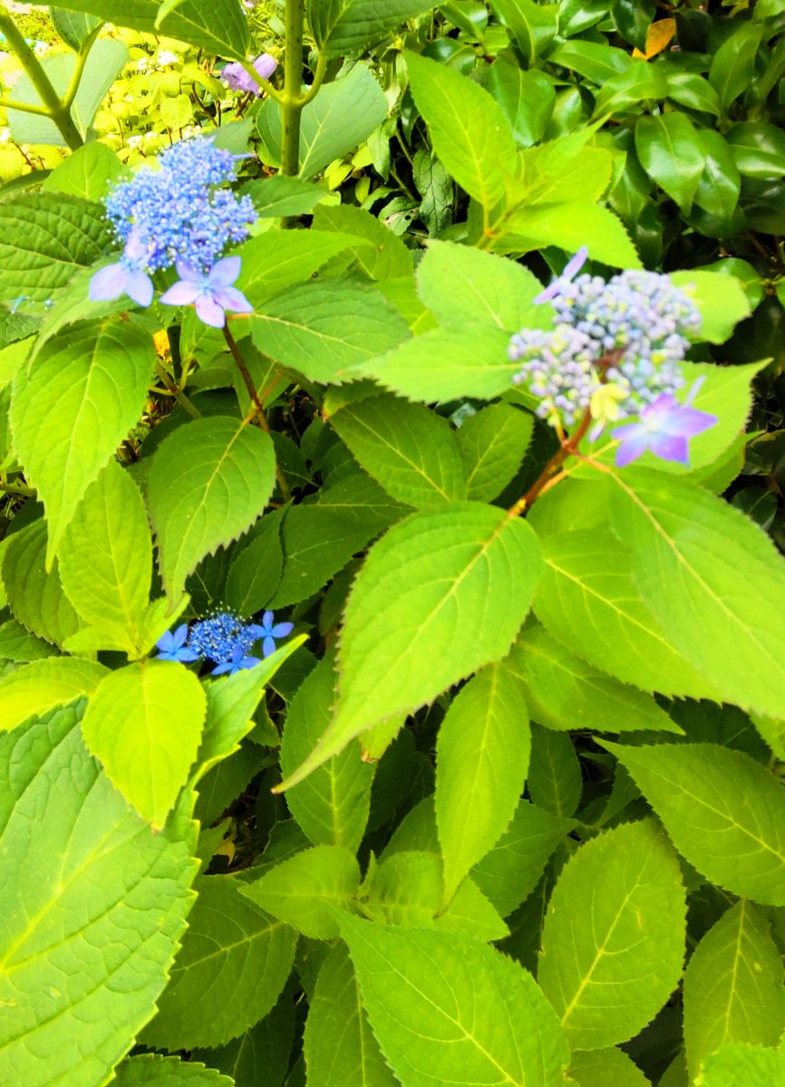 紫陽花の季節④普賢の華