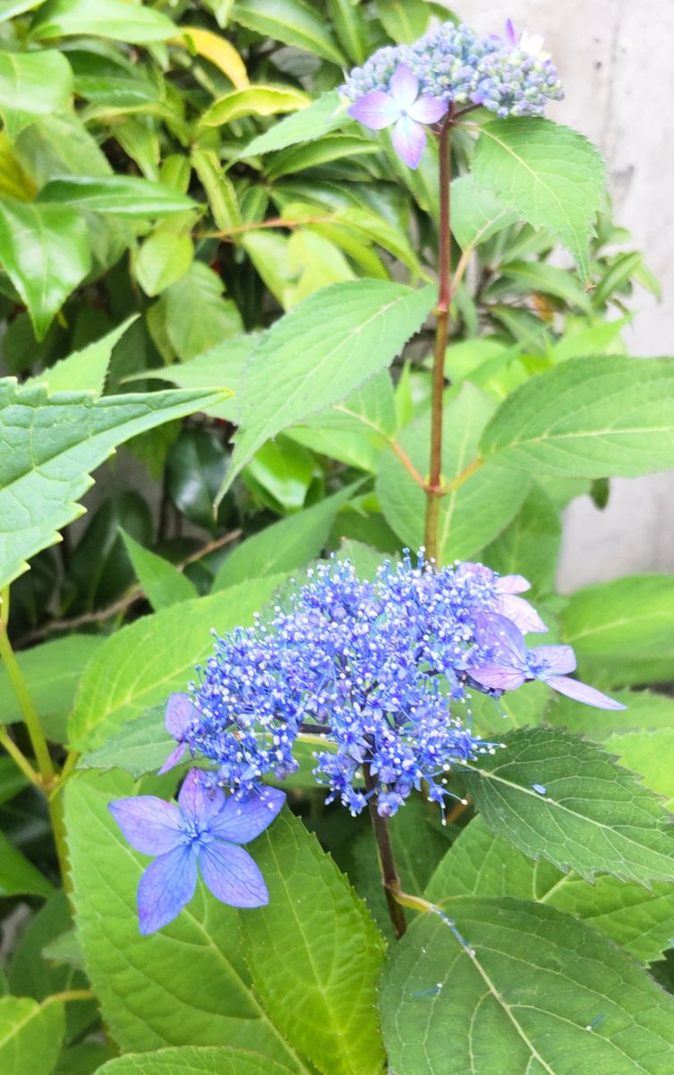 紫陽花の季節④普賢の華