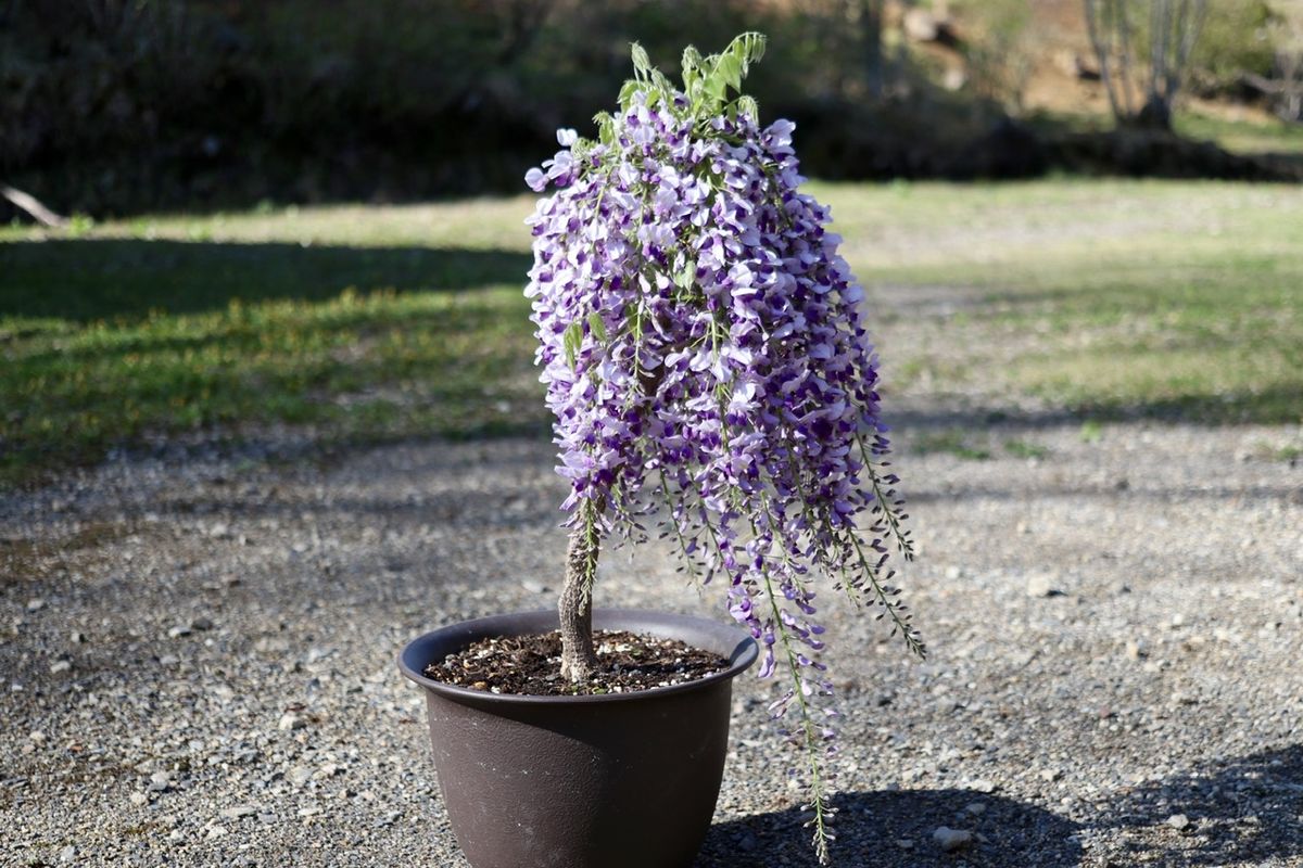 藤の鉢植え2023春