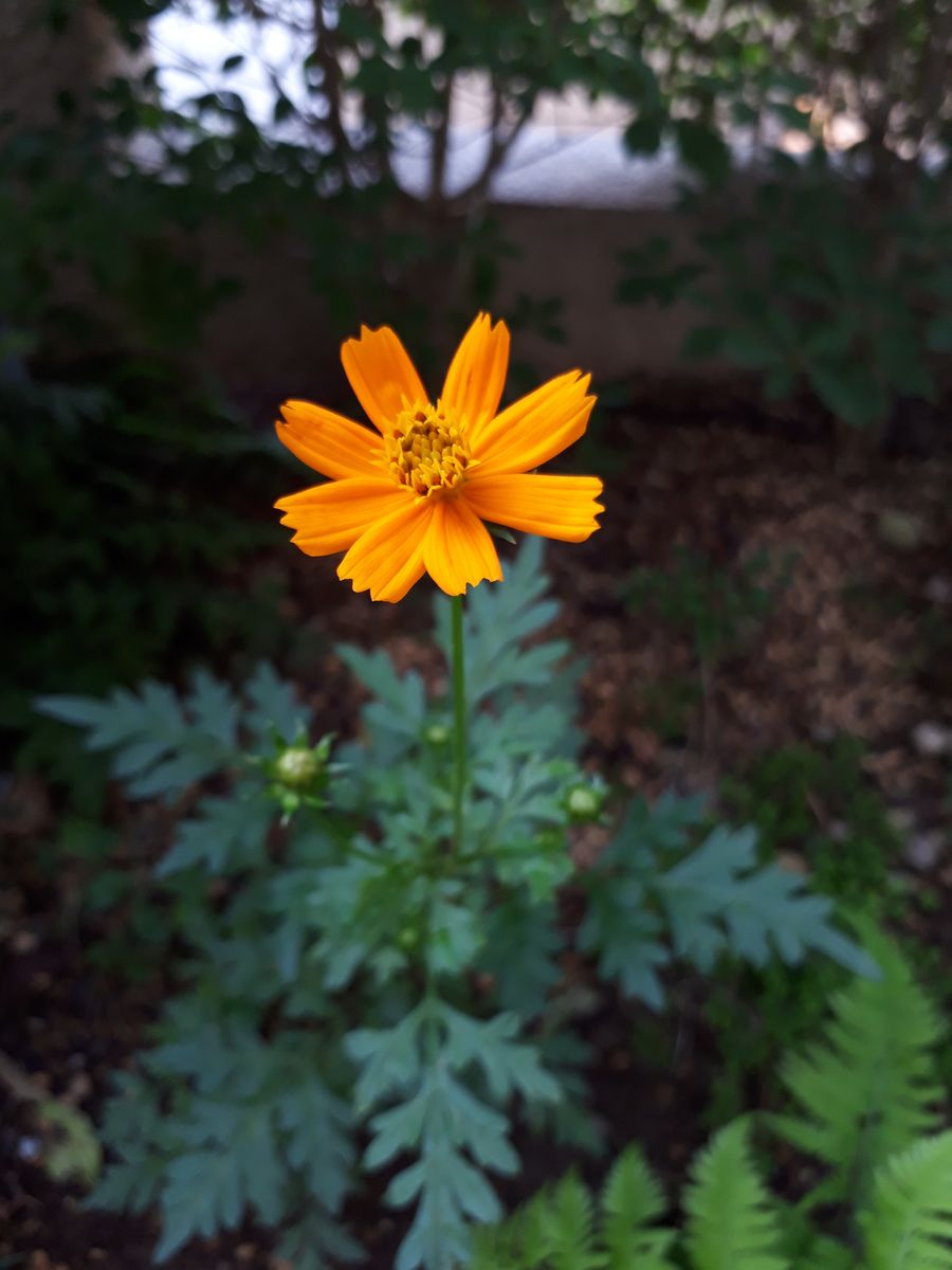 キバナコスモスが開花しました😂　~私は手先が不器用です~