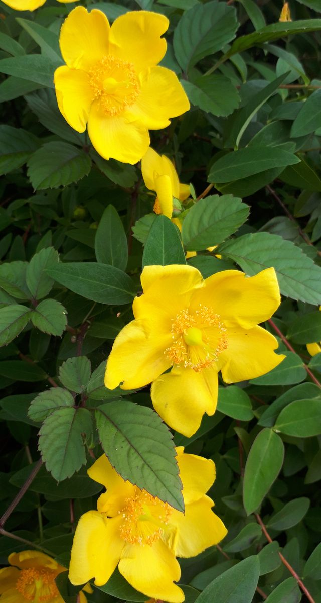 キバナコスモスが開花しました😂　~私は手先が不器用です~