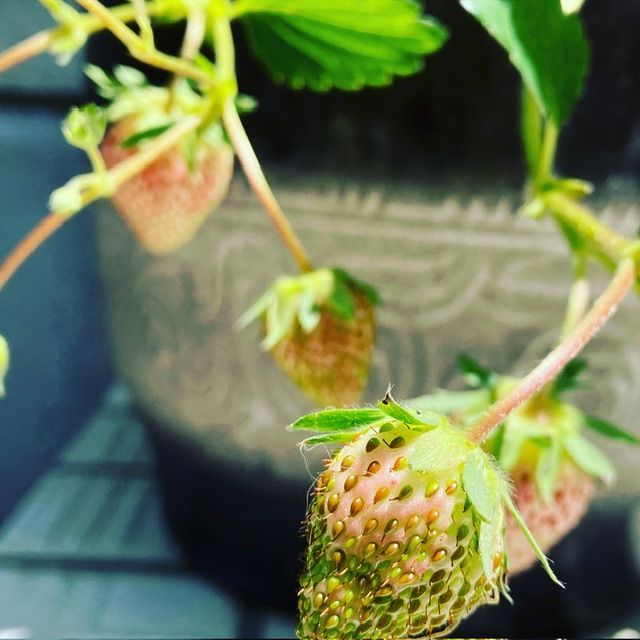 いちごの新色🍓