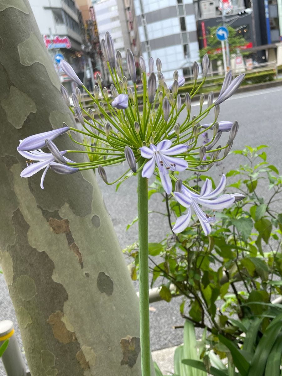 病院へ向かう途中で見た花