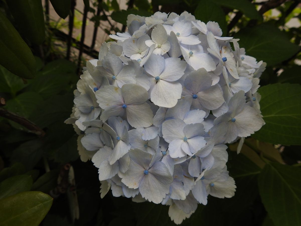 こっとの庭（紫陽花）