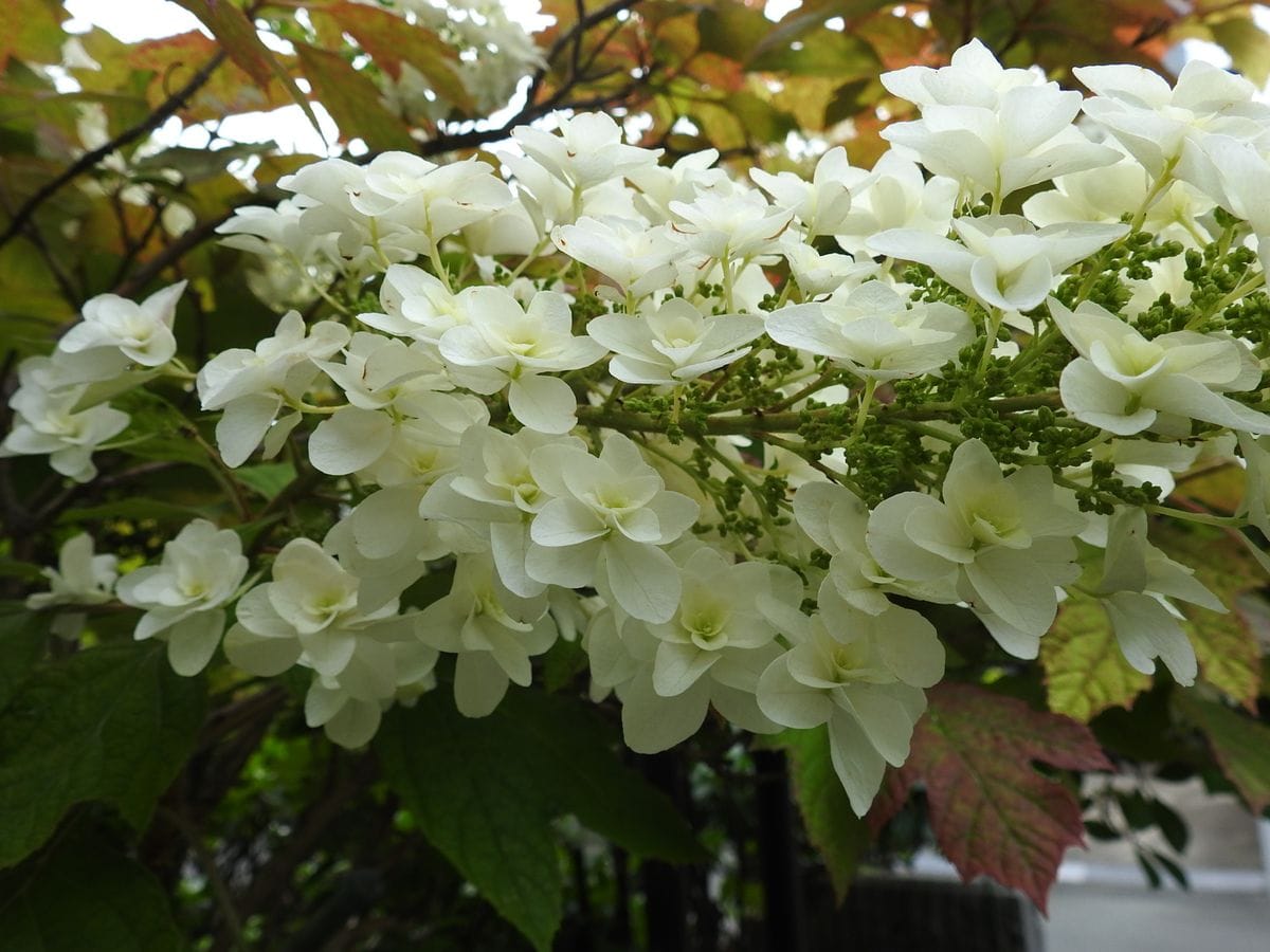 こっとの庭（紫陽花）