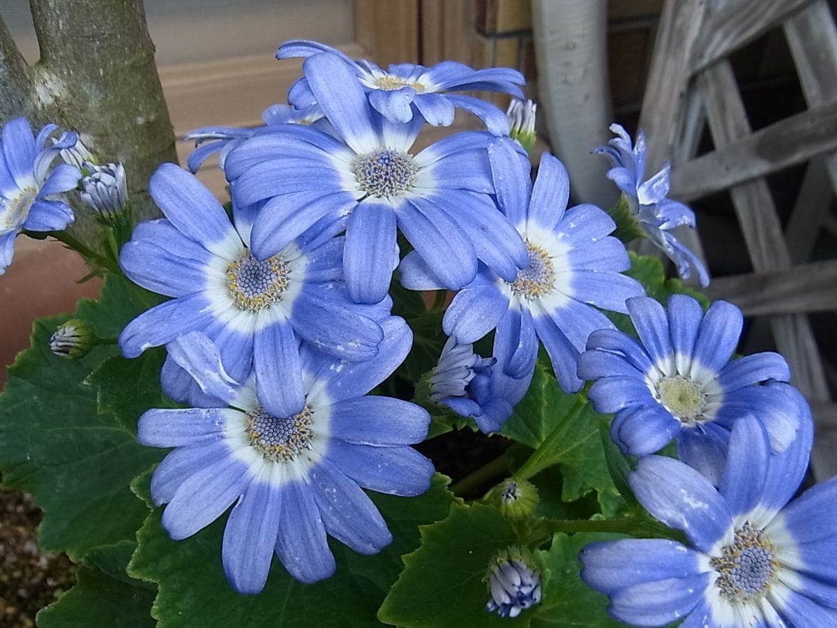 フクシアとシネラリアの花とクランベリーの実