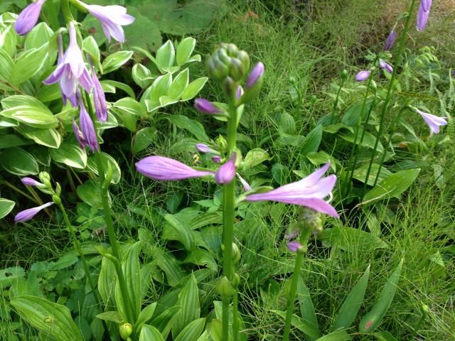 お花もちらほら