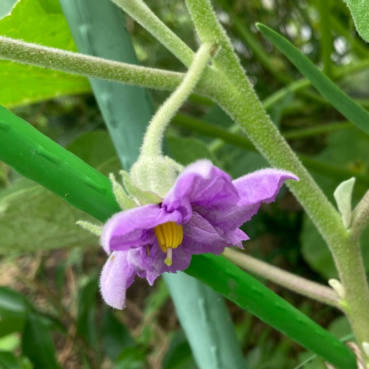 ホワとろナスが開花、挿し木ミモザは着実に成長