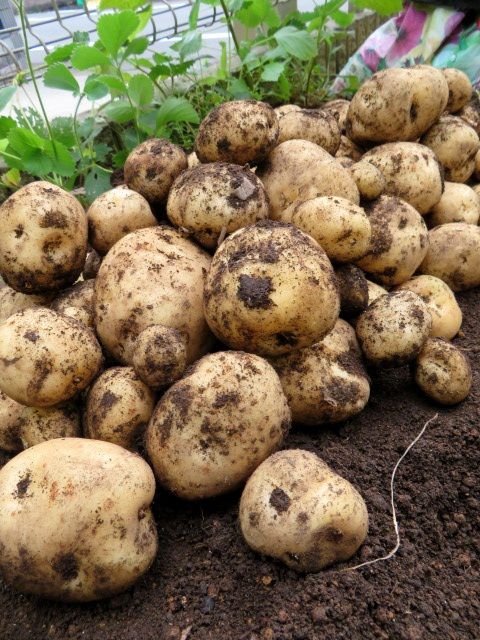 梅雨の合間に…🥔😋