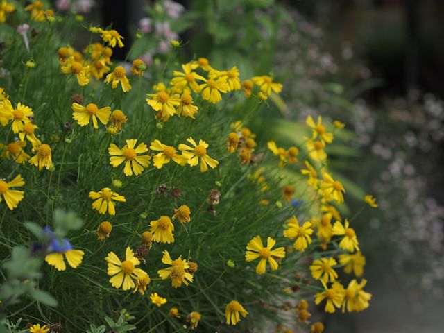 夏の黄色い花