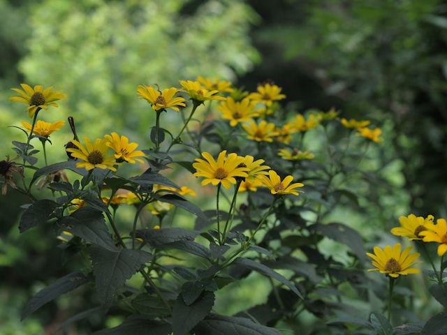 夏の黄色い花