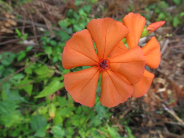 シデシャジン調査隊が行く