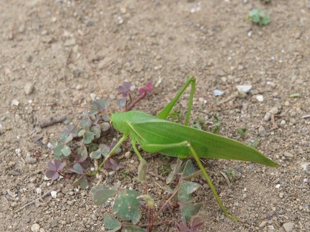 バッタが飛びだして[i:252]