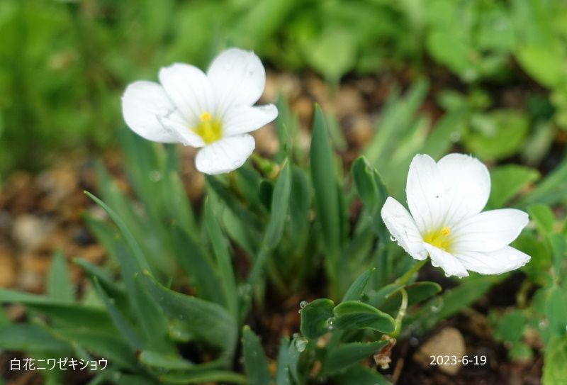 Natural Garden　私の庭　6/19