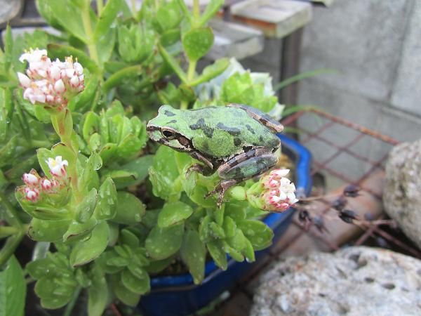 多肉植物に