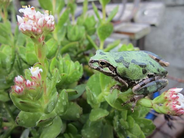 多肉植物に