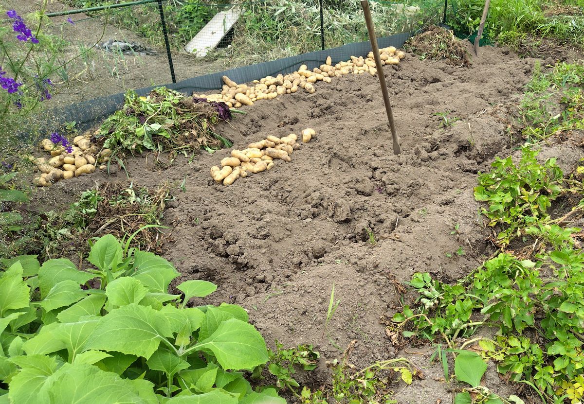 ジャガイモの収穫